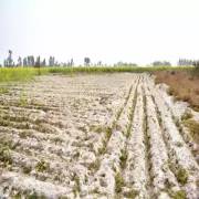 اثر شوری خاک در کشاورزی