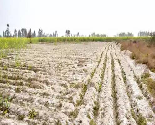 اثر شوری خاک در کشاورزی